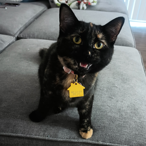 Vecna, Alex's cat, has eyes like midnight with gold irises.