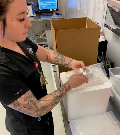 claire mundt putting eye tissue in shipping box at rocky mountain lions eye bank lab to ship to eye surgeon for cornea transplant